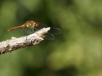 sympetrum_sanguin_-_sympetrum_sanguineum_-_sous_reserve.jpg